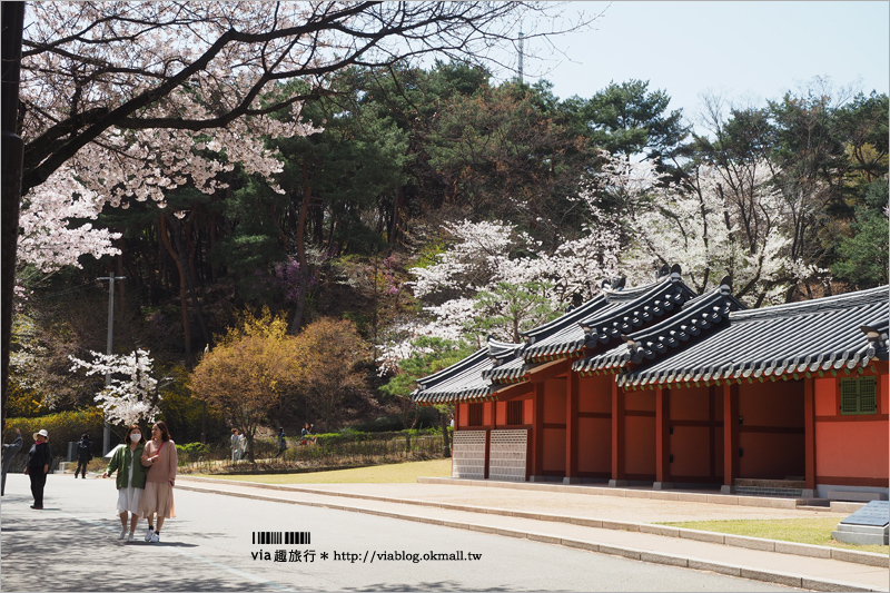 韓國賞櫻景點》水原華城行宮～世界文化遺產景點！古城秀麗迷人、櫻花綻放時節美不勝收