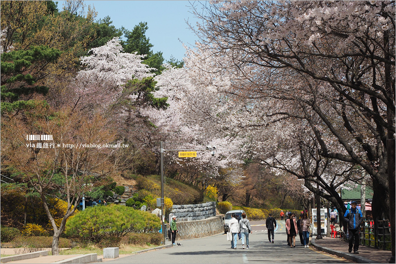 韓國賞櫻景點》水原華城行宮～世界文化遺產景點！古城秀麗迷人、櫻花綻放時節美不勝收