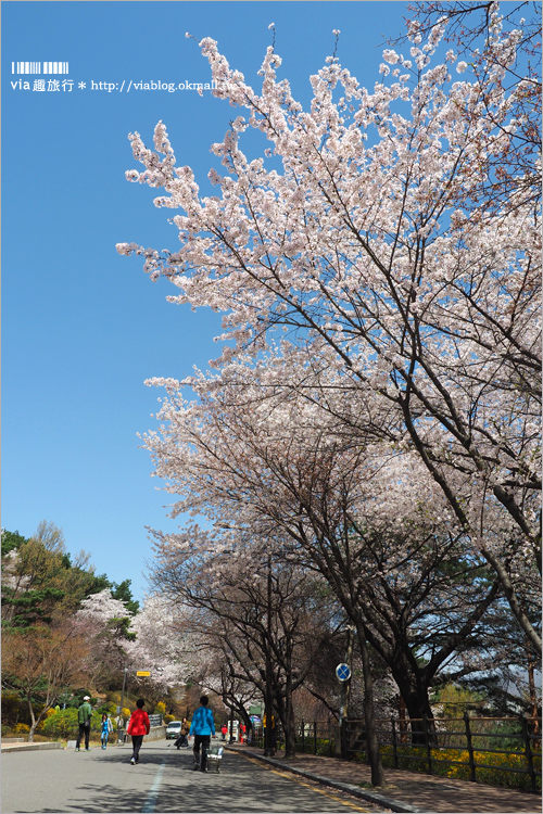 韓國賞櫻景點》水原華城行宮～世界文化遺產景點！古城秀麗迷人、櫻花綻放時節美不勝收