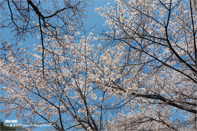 韓國賞櫻景點》水原華城行宮～世界文化遺產景點！古城秀麗迷人、櫻花綻放時節美不勝收