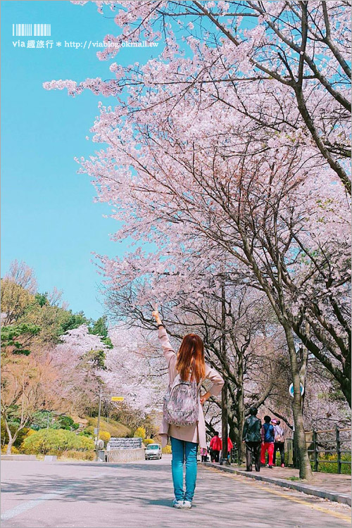 韓國賞櫻景點》水原華城行宮～世界文化遺產景點！古城秀麗迷人、櫻花綻放時節美不勝收