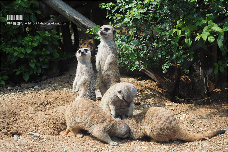 日本旅遊景點》琦玉‧東武動物公園～適合親子出遊的東京近郊玩點！樂園＋動物園一次滿足！