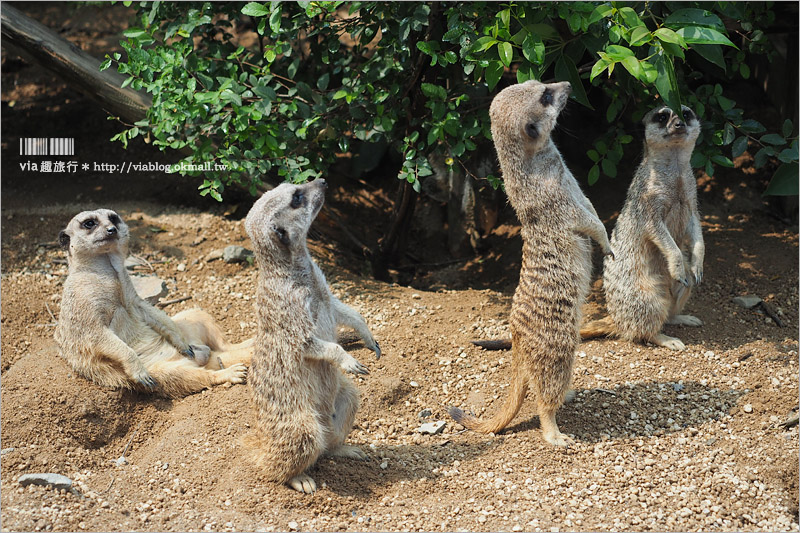 日本旅遊景點》琦玉‧東武動物公園～適合親子出遊的東京近郊玩點！樂園＋動物園一次滿足！