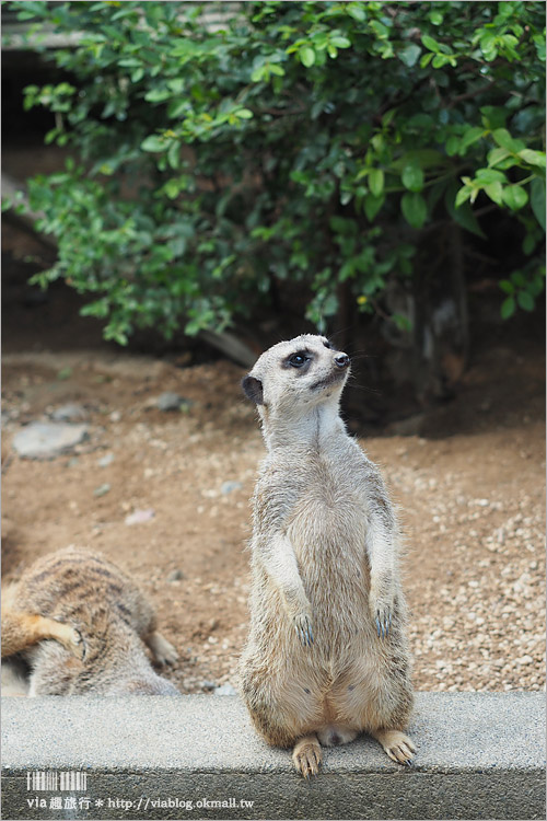 日本旅遊景點》琦玉‧東武動物公園～適合親子出遊的東京近郊玩點！樂園＋動物園一次滿足！