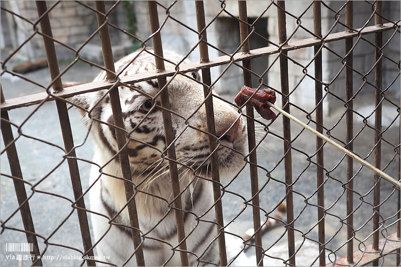 日本旅遊景點》琦玉‧東武動物公園～適合親子出遊的東京近郊玩點！樂園＋動物園一次滿足！