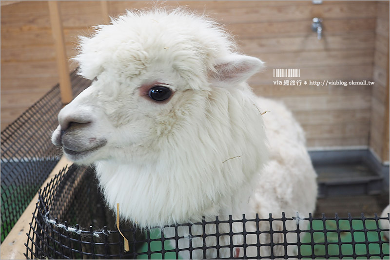 日本旅遊景點》琦玉‧東武動物公園～適合親子出遊的東京近郊玩點！樂園＋動物園一次滿足！