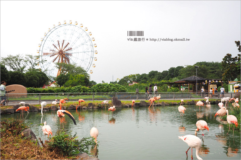 日本旅遊景點》琦玉‧東武動物公園～適合親子出遊的東京近郊玩點！樂園＋動物園一次滿足！