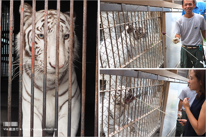 日本旅遊景點》琦玉‧東武動物公園～適合親子出遊的東京近郊玩點！樂園＋動物園一次滿足！