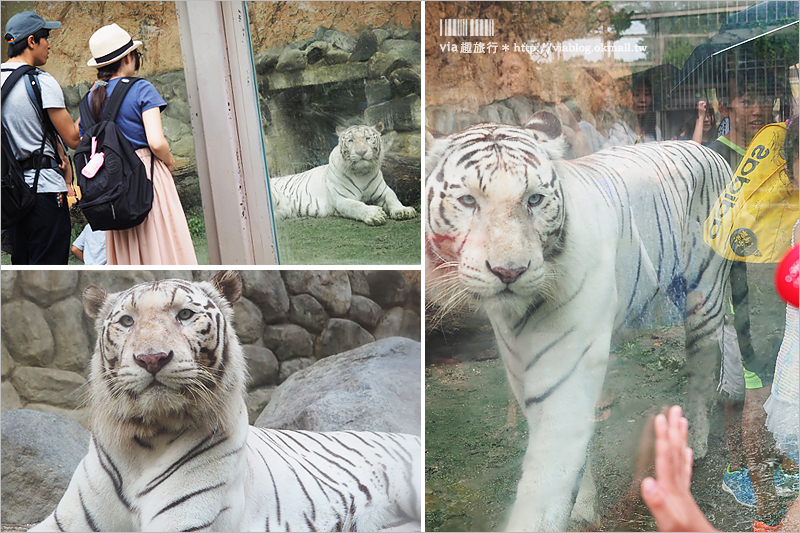 日本旅遊景點》琦玉‧東武動物公園～適合親子出遊的東京近郊玩點！樂園＋動物園一次滿足！