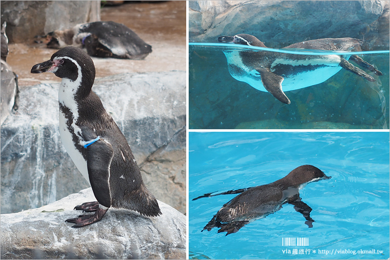 日本旅遊景點》琦玉‧東武動物公園～適合親子出遊的東京近郊玩點！樂園＋動物園一次滿足！