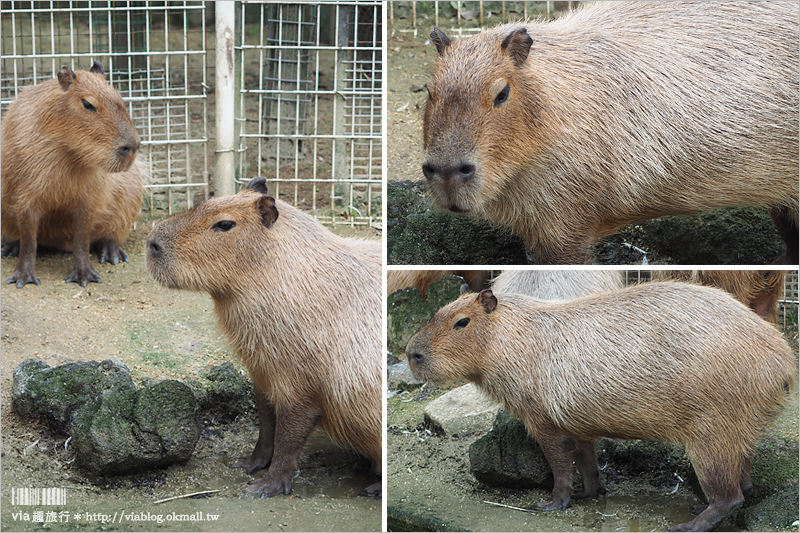 日本旅遊景點》琦玉‧東武動物公園～適合親子出遊的東京近郊玩點！樂園＋動物園一次滿足！