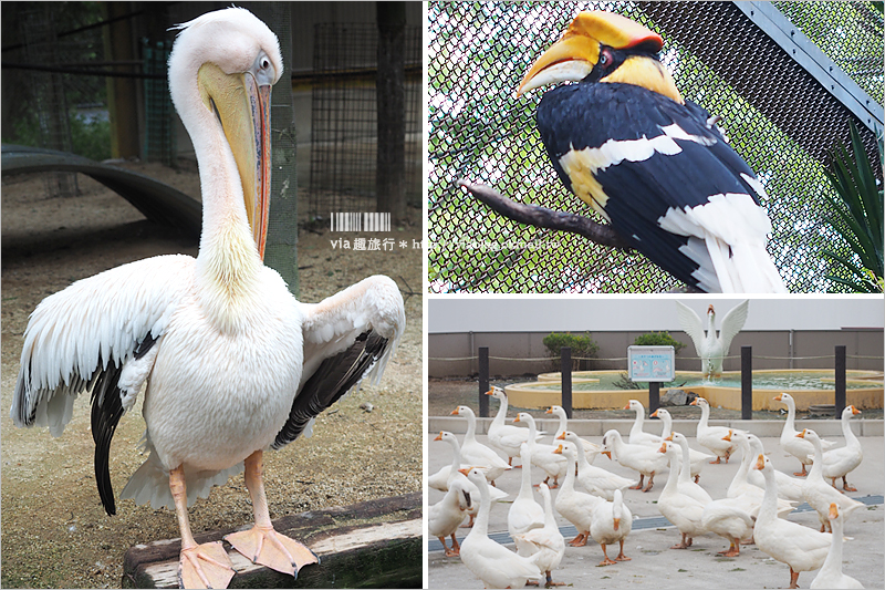 日本旅遊景點》琦玉‧東武動物公園～適合親子出遊的東京近郊玩點！樂園＋動物園一次滿足！