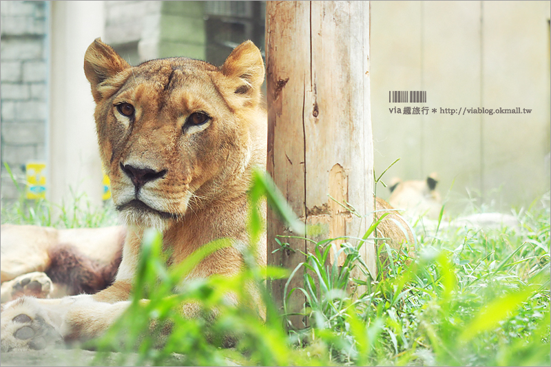 日本旅遊景點》琦玉‧東武動物公園～適合親子出遊的東京近郊玩點！樂園＋動物園一次滿足！