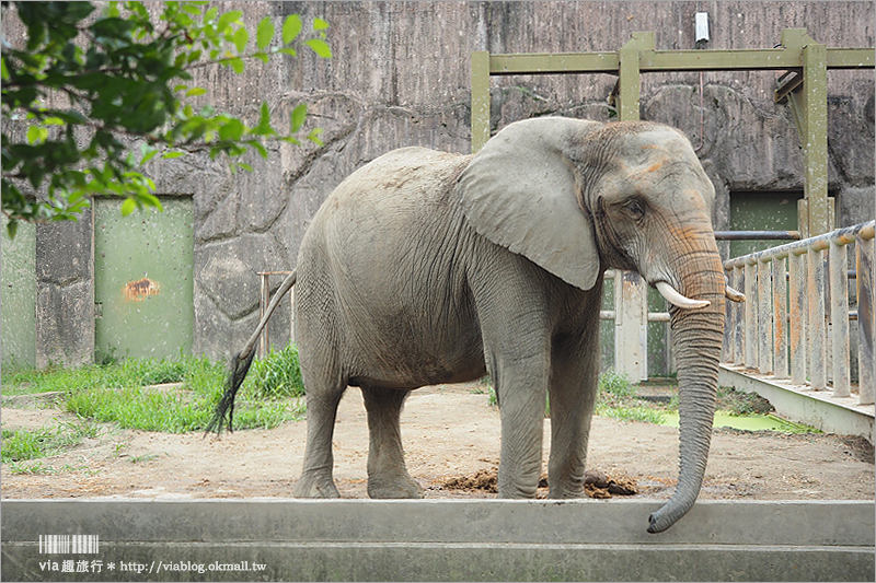 日本旅遊景點》琦玉‧東武動物公園～適合親子出遊的東京近郊玩點！樂園＋動物園一次滿足！