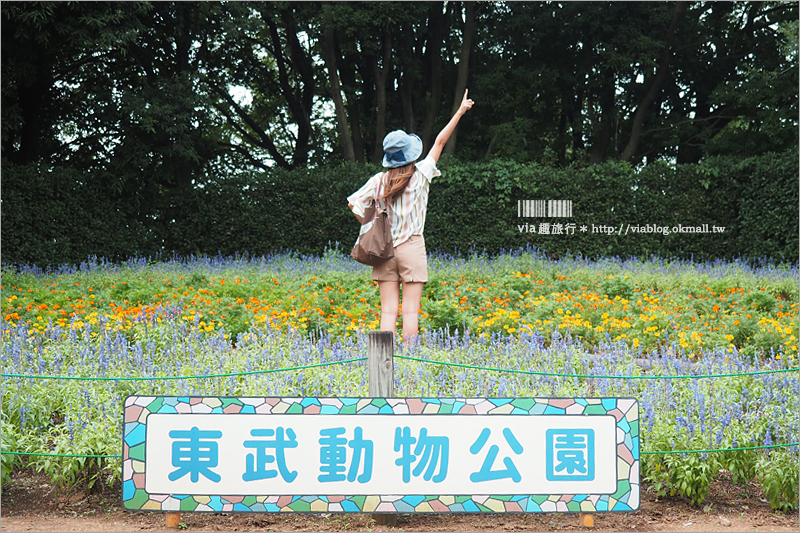 日本旅遊景點》琦玉‧東武動物公園～適合親子出遊的東京近郊玩點！樂園＋動物園一次滿足！