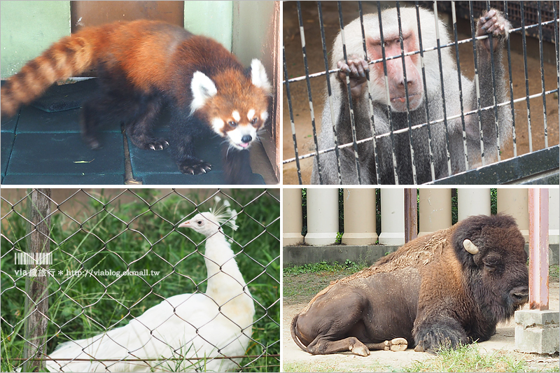 日本旅遊景點》琦玉‧東武動物公園～適合親子出遊的東京近郊玩點！樂園＋動物園一次滿足！