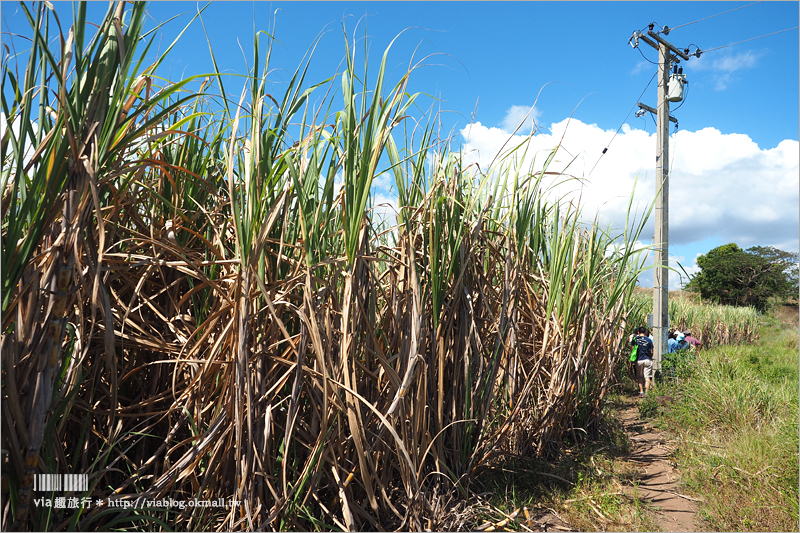 斐濟旅遊》FIJI Water斐濟水～直擊當地工廠實況！走入校園和村落居民生活之中，看見斐濟式的燦爛笑容！