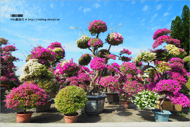 彰化九重葛景點》輝豐園藝～九重葛花園！童話般的桃紅色夢幻花園真實登場！