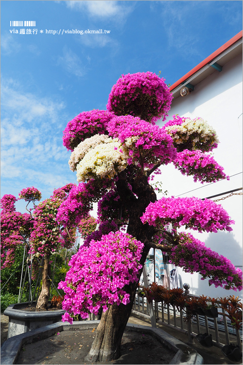 彰化九重葛景點》輝豐園藝～九重葛花園！童話般的桃紅色夢幻花園真實登場！