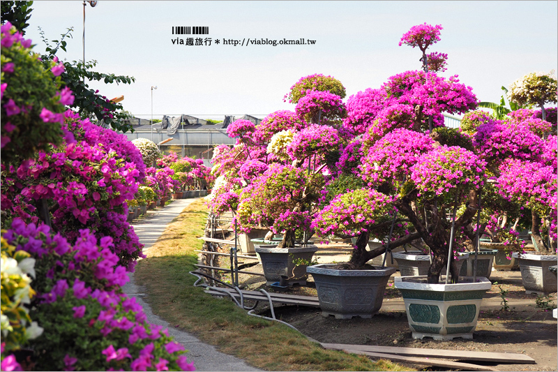 彰化九重葛景點》輝豐園藝～九重葛花園！童話般的桃紅色夢幻花園真實登場！