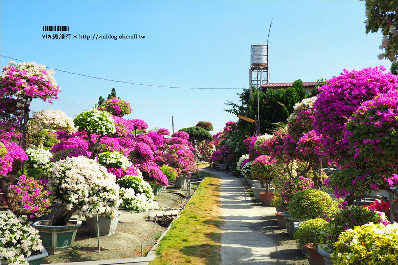 彰化九重葛景點》輝豐園藝～九重葛花園！童話般的桃紅色夢幻花園真實登場！