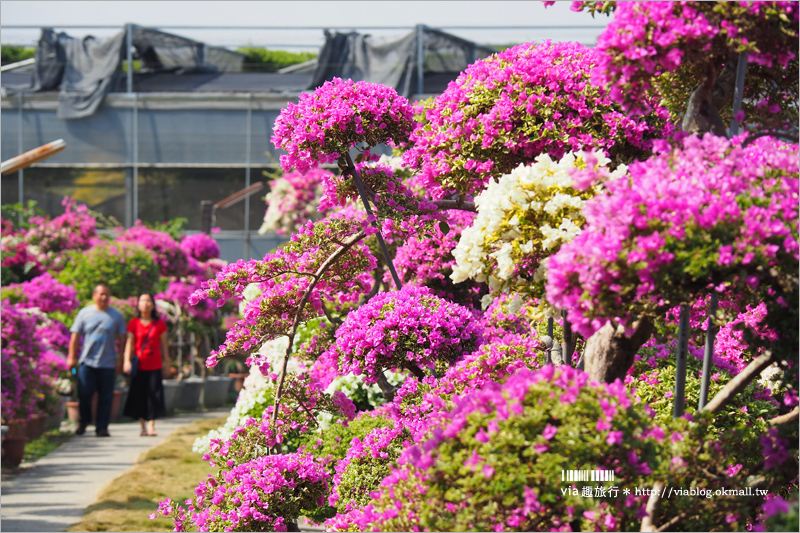 彰化九重葛景點》輝豐園藝～九重葛花園！童話般的桃紅色夢幻花園真實登場！