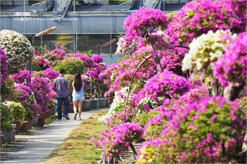 彰化九重葛景點》輝豐園藝～九重葛花園！童話般的桃紅色夢幻花園真實登場！