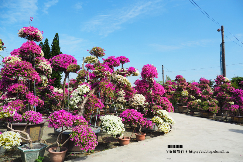 彰化九重葛景點》輝豐園藝～九重葛花園！童話般的桃紅色夢幻花園真實登場！