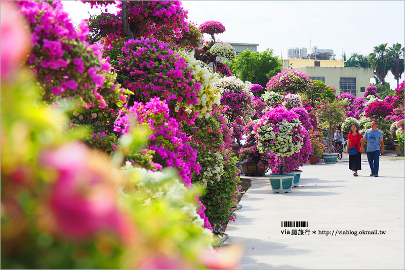 彰化九重葛景點》輝豐園藝～九重葛花園！童話般的桃紅色夢幻花園真實登場！