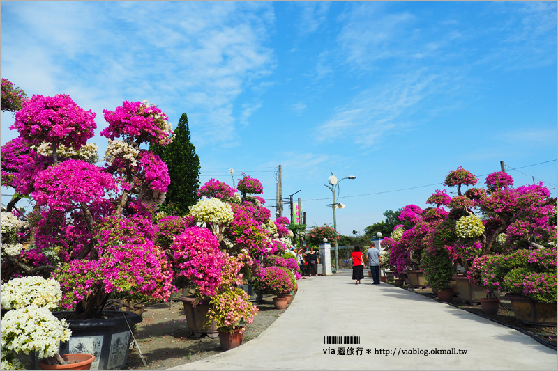 彰化九重葛景點》輝豐園藝～九重葛花園！童話般的桃紅色夢幻花園真實登場！