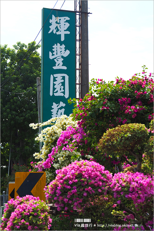 彰化九重葛景點》輝豐園藝～九重葛花園！童話般的桃紅色夢幻花園真實登場！