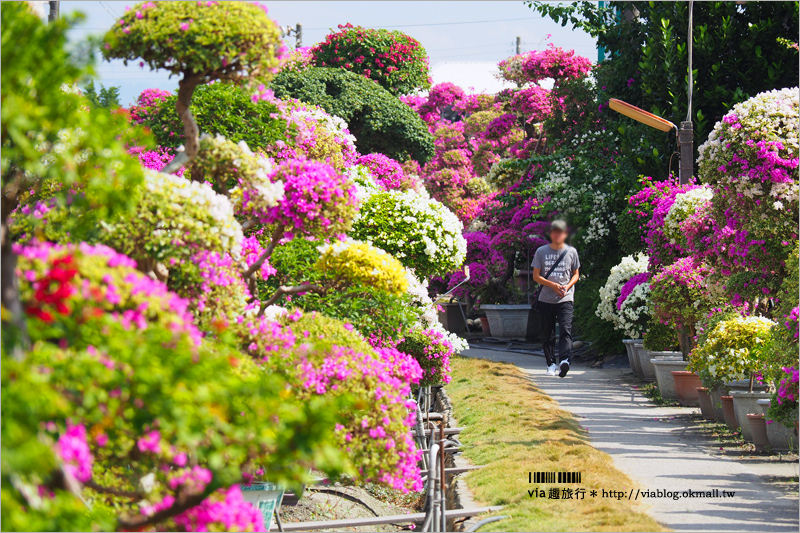 彰化九重葛景點》輝豐園藝～九重葛花園！童話般的桃紅色夢幻花園真實登場！