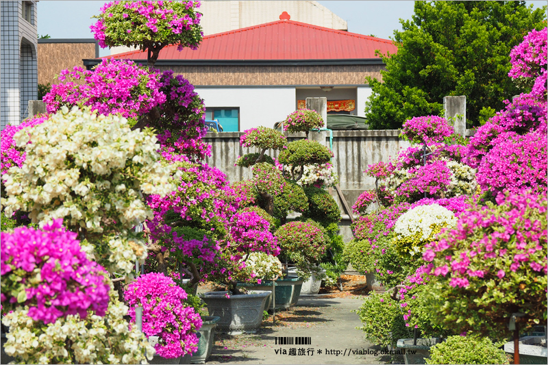 彰化九重葛景點》輝豐園藝～九重葛花園！童話般的桃紅色夢幻花園真實登場！