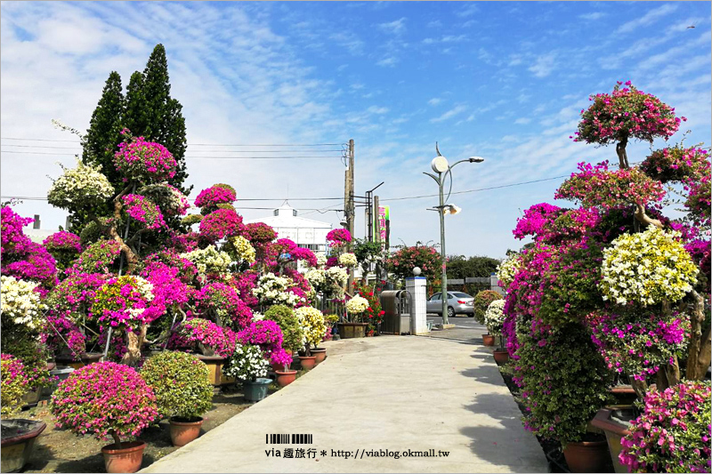 彰化九重葛景點》輝豐園藝～九重葛花園！童話般的桃紅色夢幻花園真實登場！