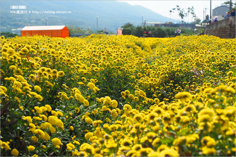 苗栗杭菊》銅鑼杭菊花季｜九湖休閒農場～花海控看這！黃白相間的夢幻菊花田盛開囉！