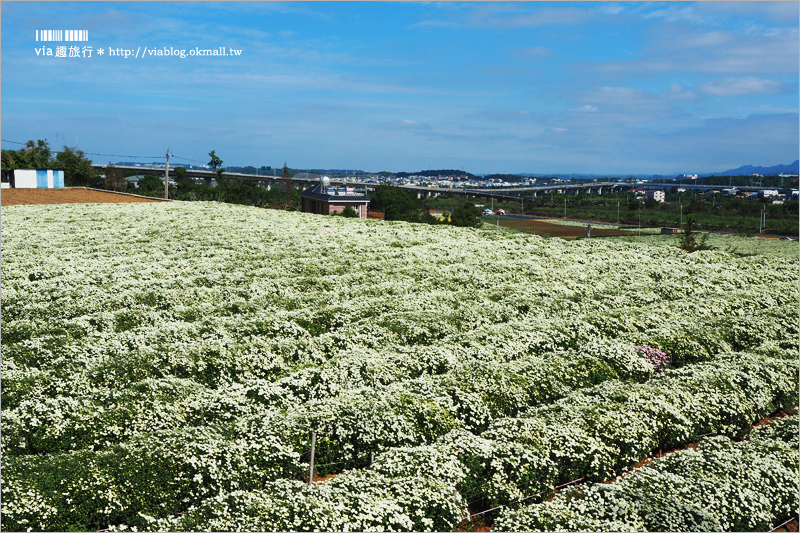 苗栗杭菊》銅鑼杭菊花季｜九湖休閒農場～花海控看這！黃白相間的夢幻菊花田盛開囉！