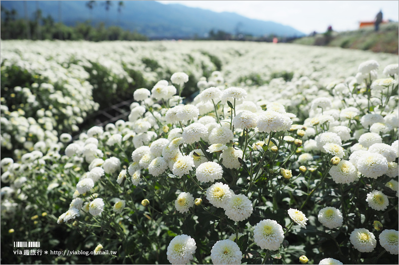 苗栗杭菊》銅鑼杭菊花季｜九湖休閒農場～花海控看這！黃白相間的夢幻菊花田盛開囉！