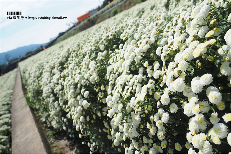 苗栗杭菊》銅鑼杭菊花季｜九湖休閒農場～花海控看這！黃白相間的夢幻菊花田盛開囉！