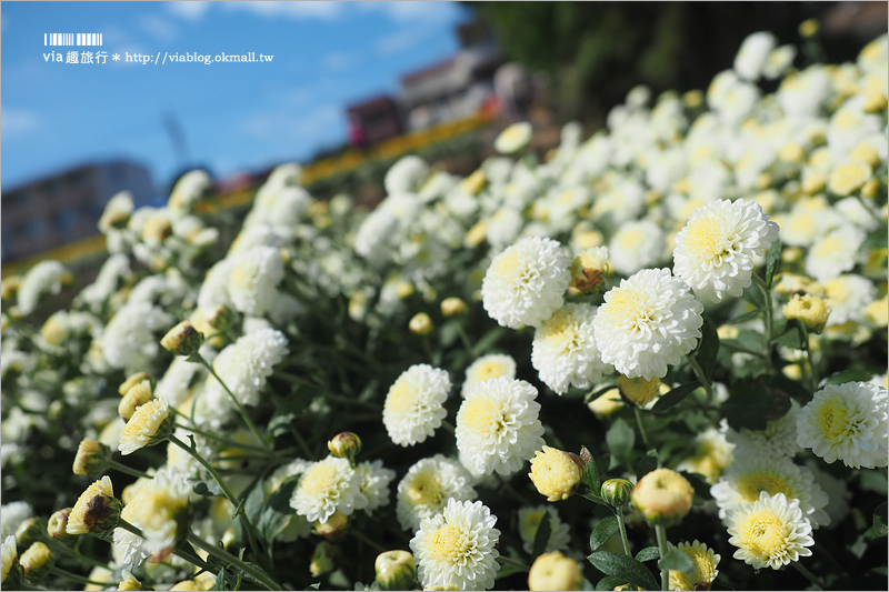 苗栗杭菊》銅鑼杭菊花季｜九湖休閒農場～花海控看這！黃白相間的夢幻菊花田盛開囉！