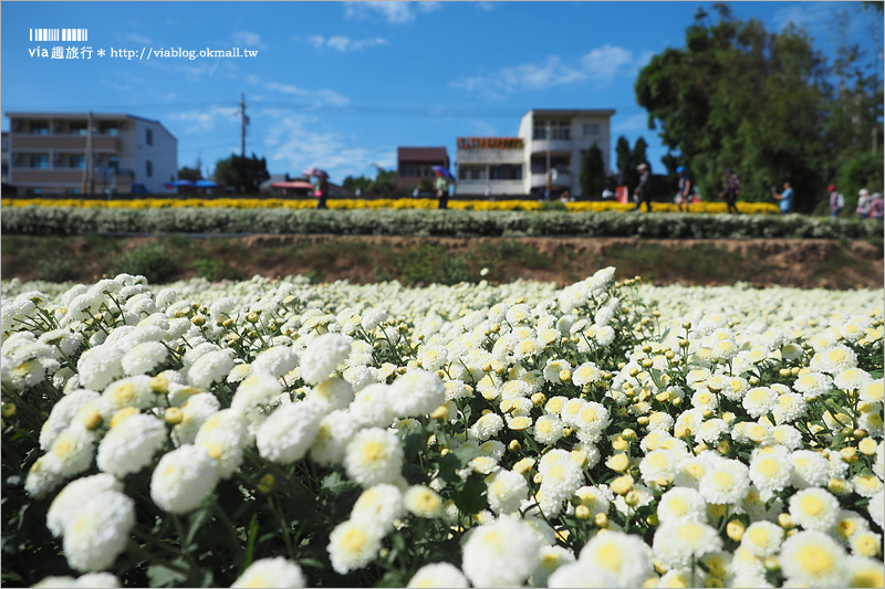 苗栗杭菊》銅鑼杭菊花季｜九湖休閒農場～花海控看這！黃白相間的夢幻菊花田盛開囉！