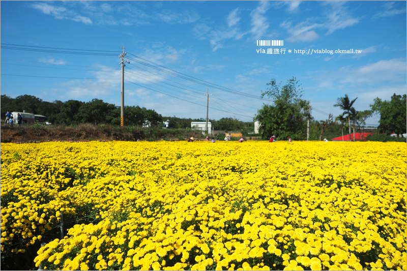 苗栗杭菊》銅鑼杭菊花季｜九湖休閒農場～花海控看這！黃白相間的夢幻菊花田盛開囉！