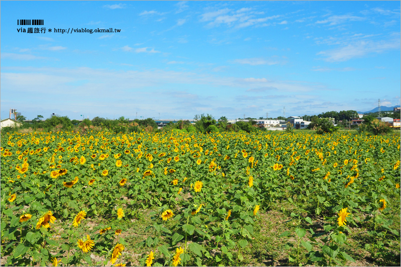 苗栗杭菊》銅鑼杭菊花季｜九湖休閒農場～花海控看這！黃白相間的夢幻菊花田盛開囉！