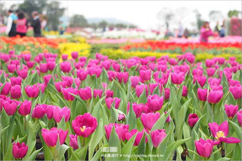 中社鬱金香》中社觀光花市～鬱金香花季來囉！30萬朵鬱金香好夢幻‧彩虹花田浪漫報到！