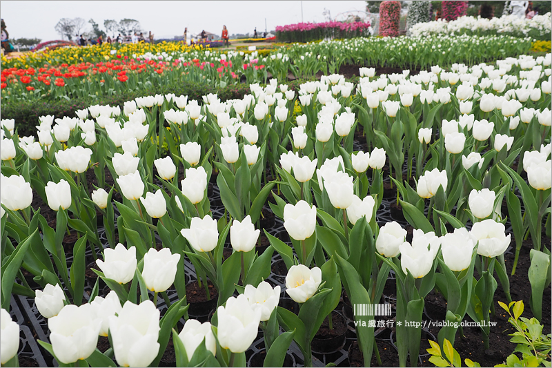 中社鬱金香》中社觀光花市～鬱金香花季來囉！30萬朵鬱金香好夢幻‧彩虹花田浪漫報到！