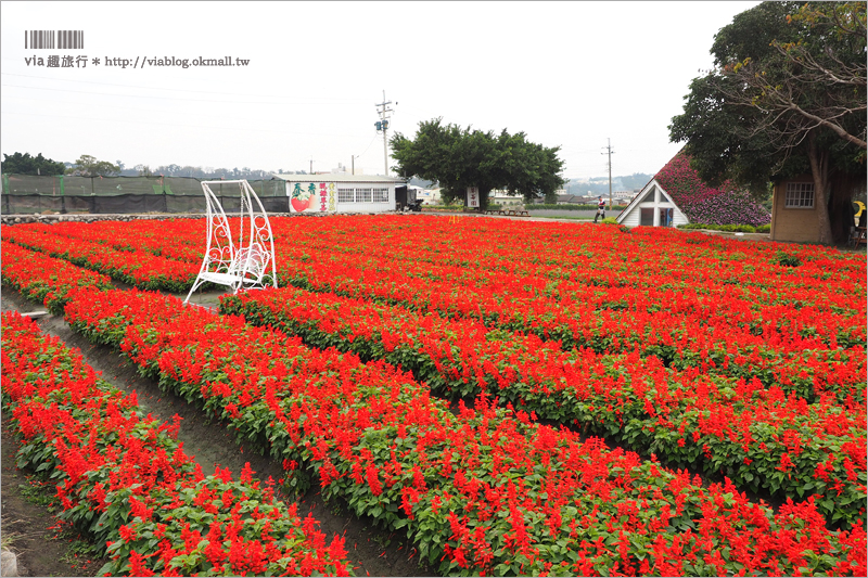 中社鬱金香》中社觀光花市～鬱金香花季來囉！30萬朵鬱金香好夢幻‧彩虹花田浪漫報到！