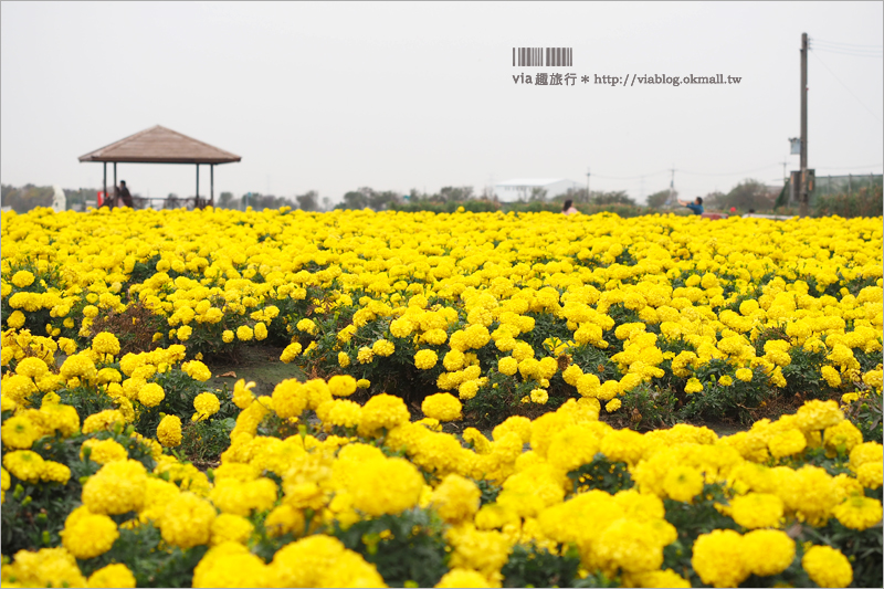 中社鬱金香》中社觀光花市～鬱金香花季來囉！30萬朵鬱金香好夢幻‧彩虹花田浪漫報到！