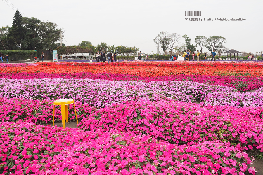 中社鬱金香》中社觀光花市～鬱金香花季來囉！30萬朵鬱金香好夢幻‧彩虹花田浪漫報到！