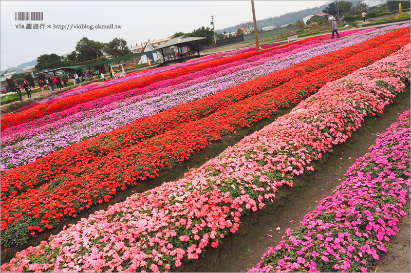 中社鬱金香》中社觀光花市～鬱金香花季來囉！30萬朵鬱金香好夢幻‧彩虹花田浪漫報到！