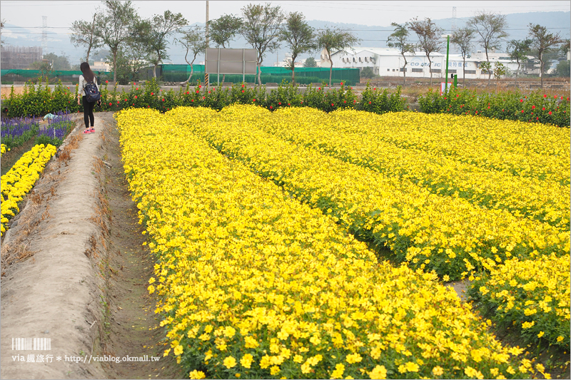 中社鬱金香》中社觀光花市～鬱金香花季來囉！30萬朵鬱金香好夢幻‧彩虹花田浪漫報到！