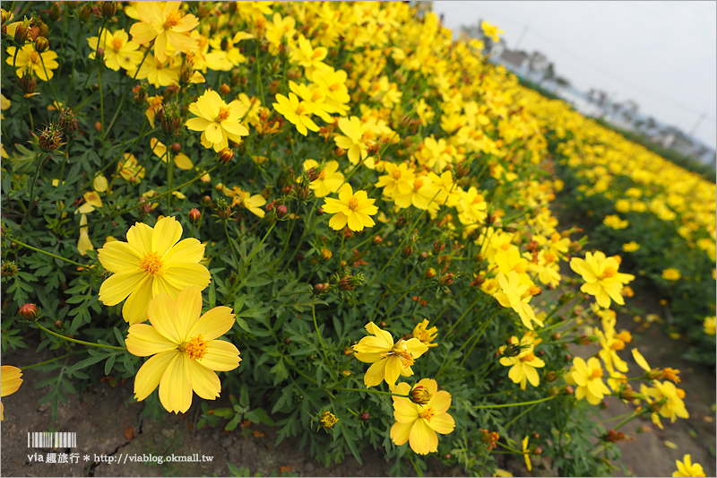 中社鬱金香》中社觀光花市～鬱金香花季來囉！30萬朵鬱金香好夢幻‧彩虹花田浪漫報到！